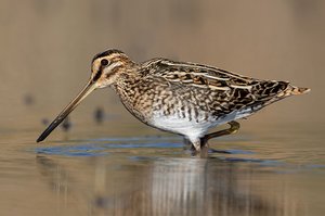 Die Vogelart Bekassine: Der Vogel hat einen länglichen Schnabel und läuft durch das Wasser